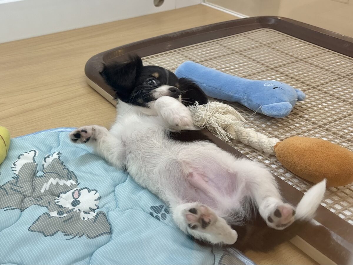 チワックス