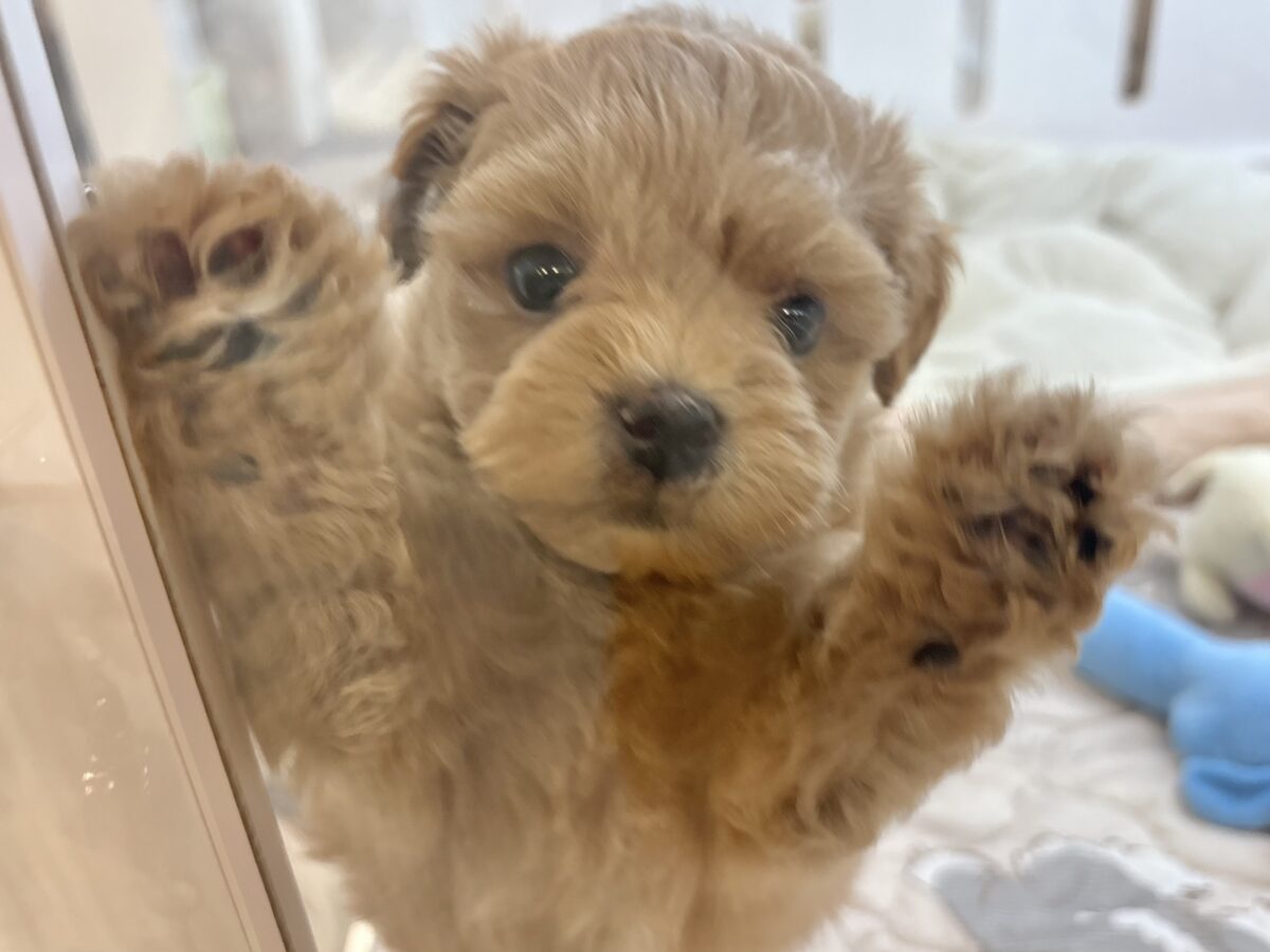 かまってぇ〜が止められない!?ポメプーちゃん! ポメプー