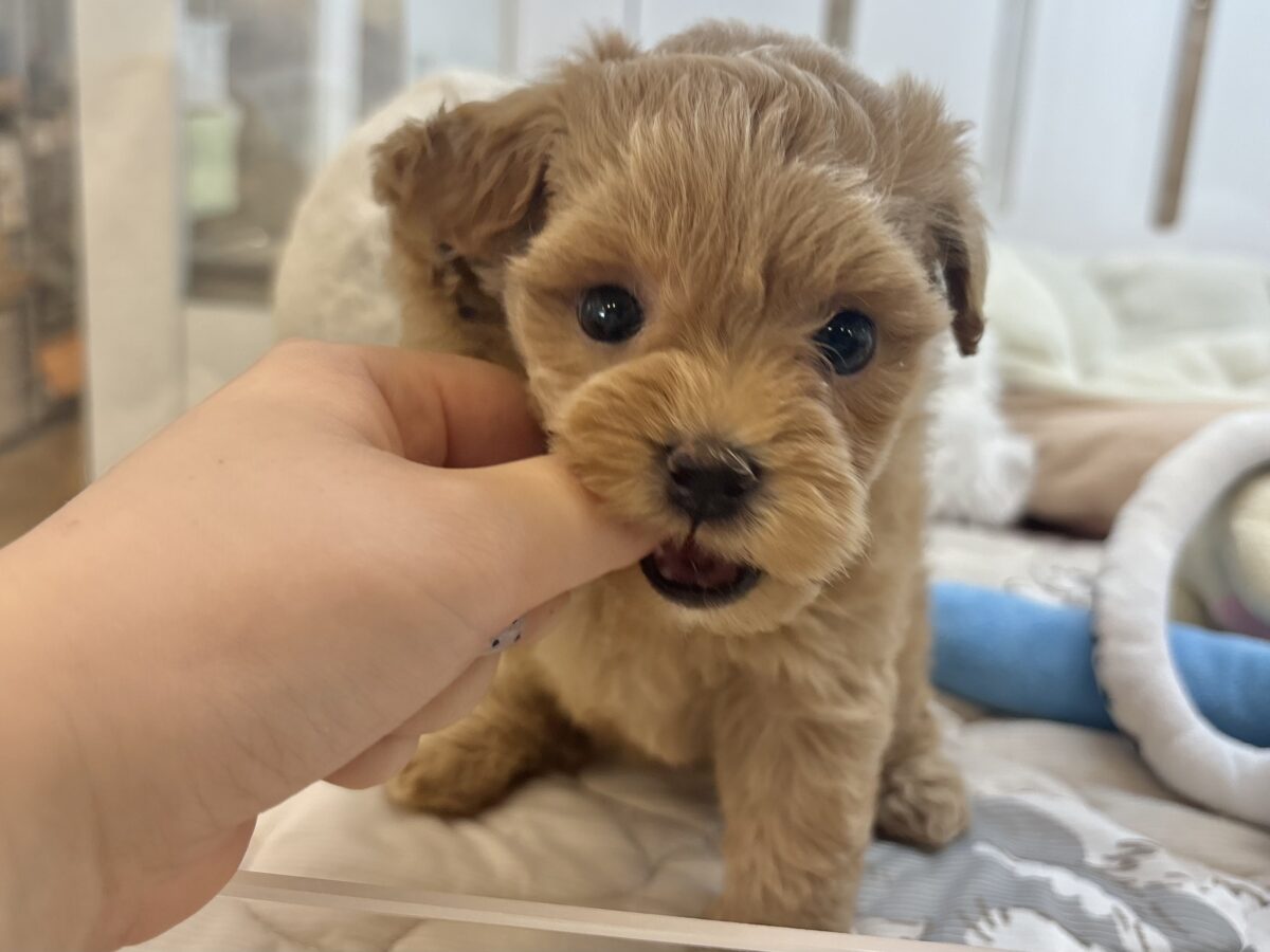 かまってぇ〜が止められない!?ポメプーちゃん! ポメプー