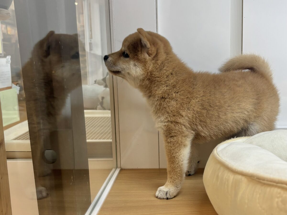柴犬