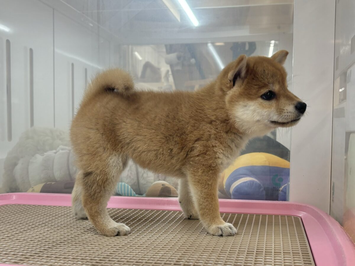 柴犬