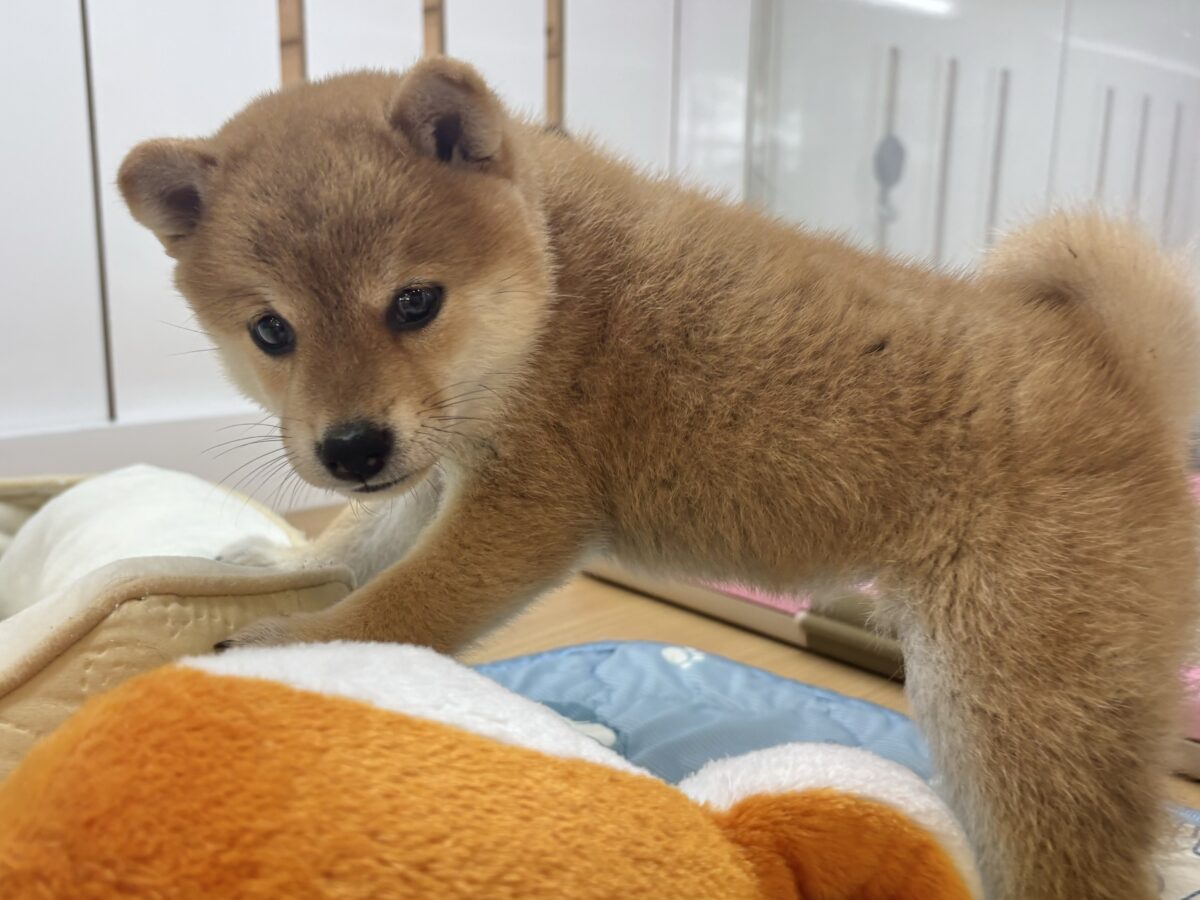 柴犬