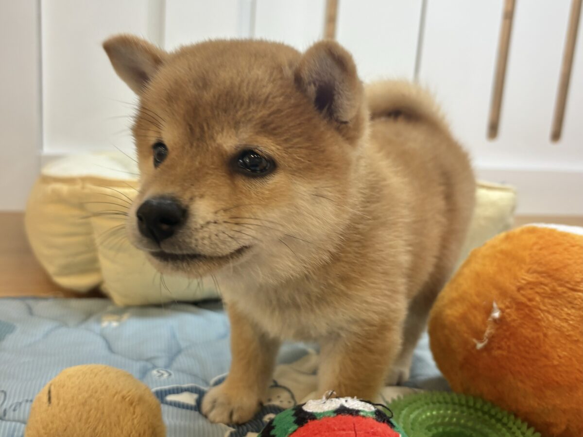 柴犬