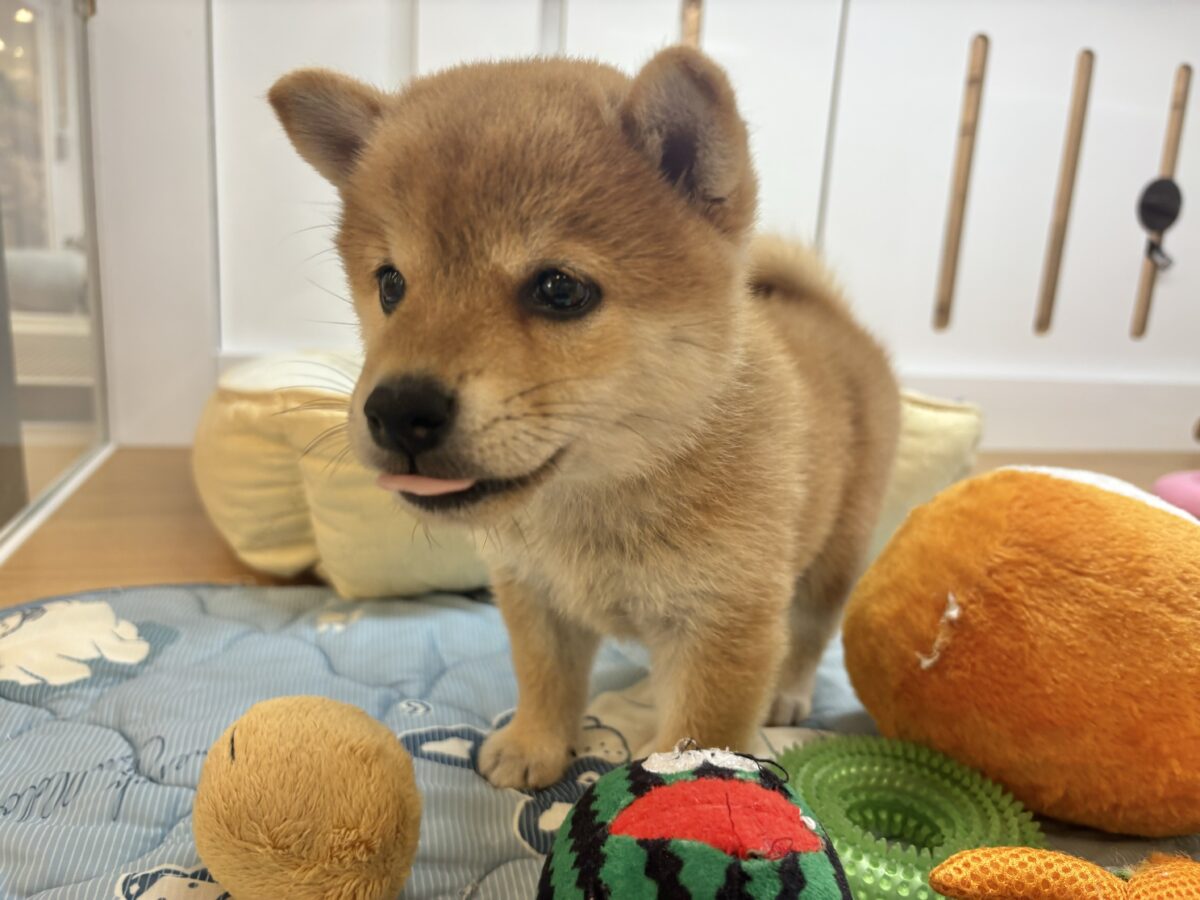 柴犬