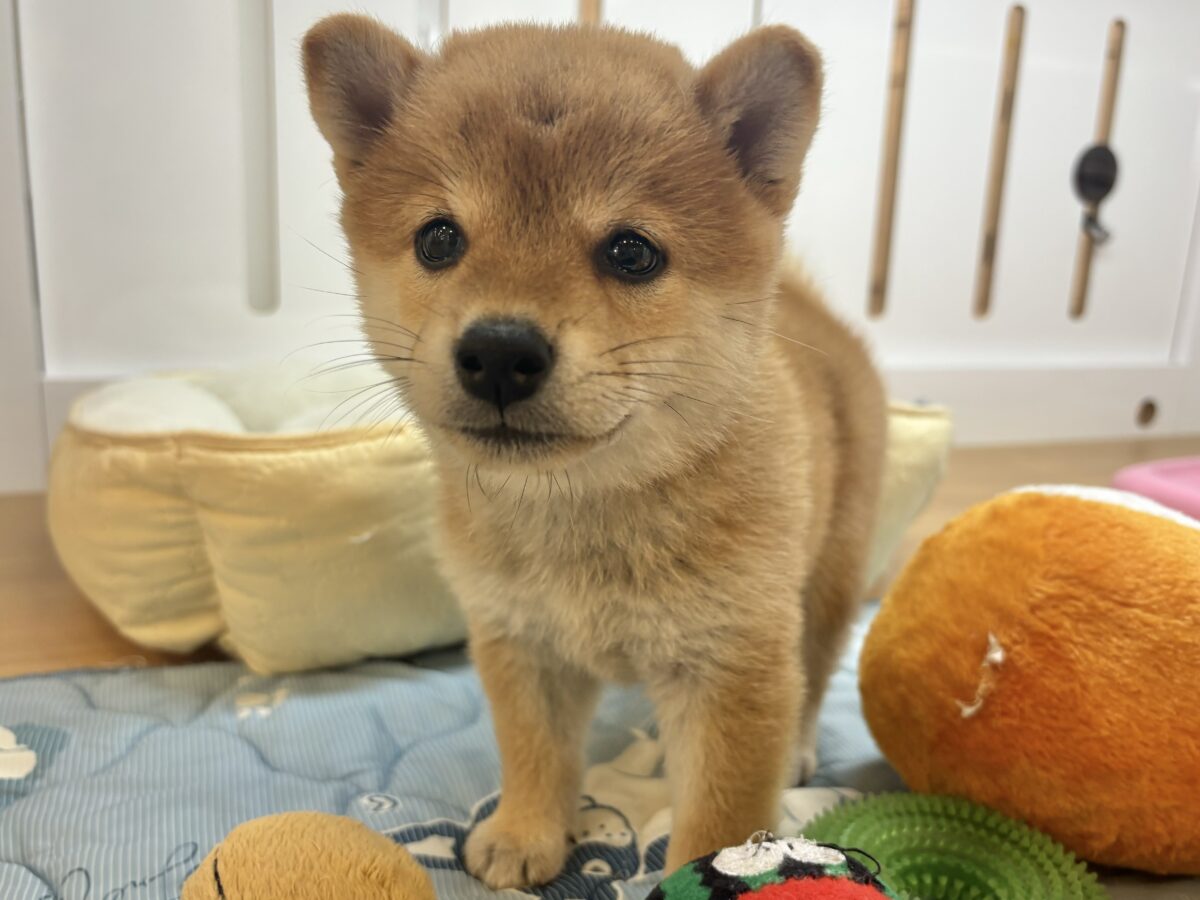 褒められまくって満面の笑み♡柴犬ちゃん! 柴犬