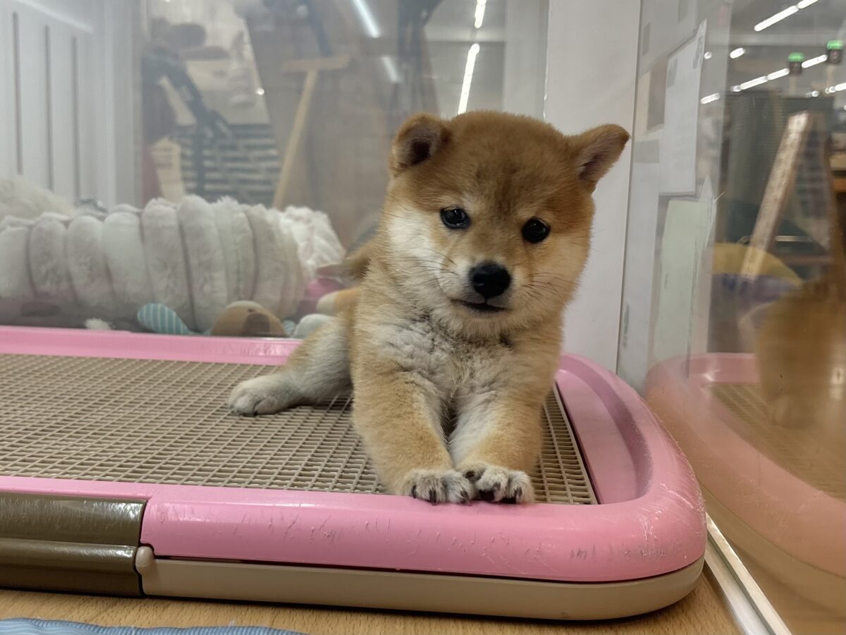 柴犬