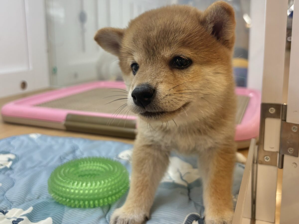 柴犬