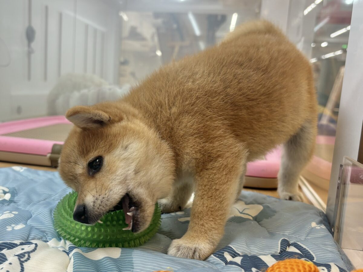 柴犬