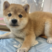 褒められまくって満面の笑み♡柴犬ちゃん！