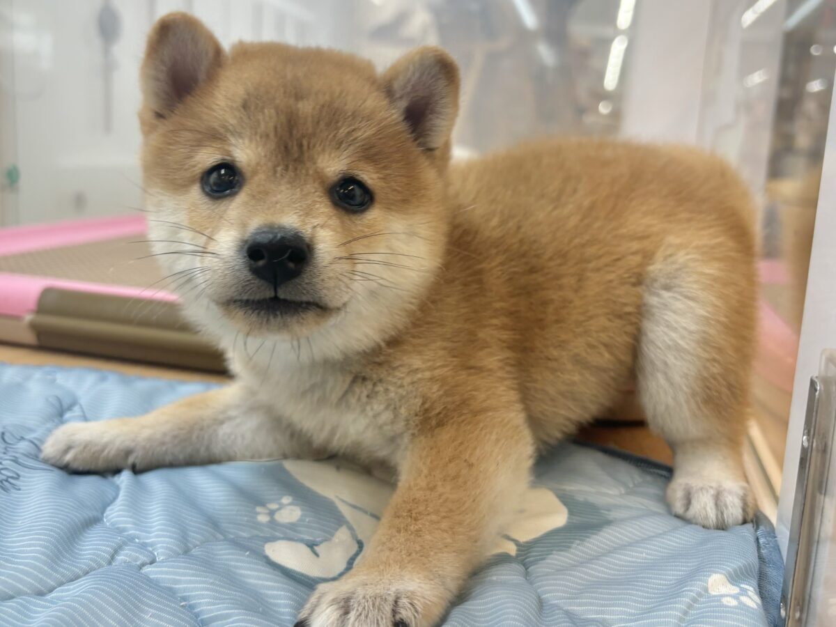 褒められまくって満面の笑み♡柴犬ちゃん！