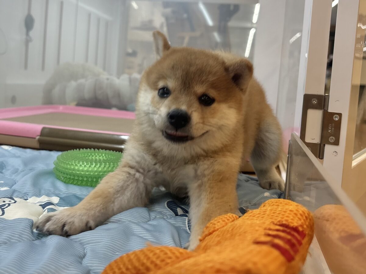 柴犬
