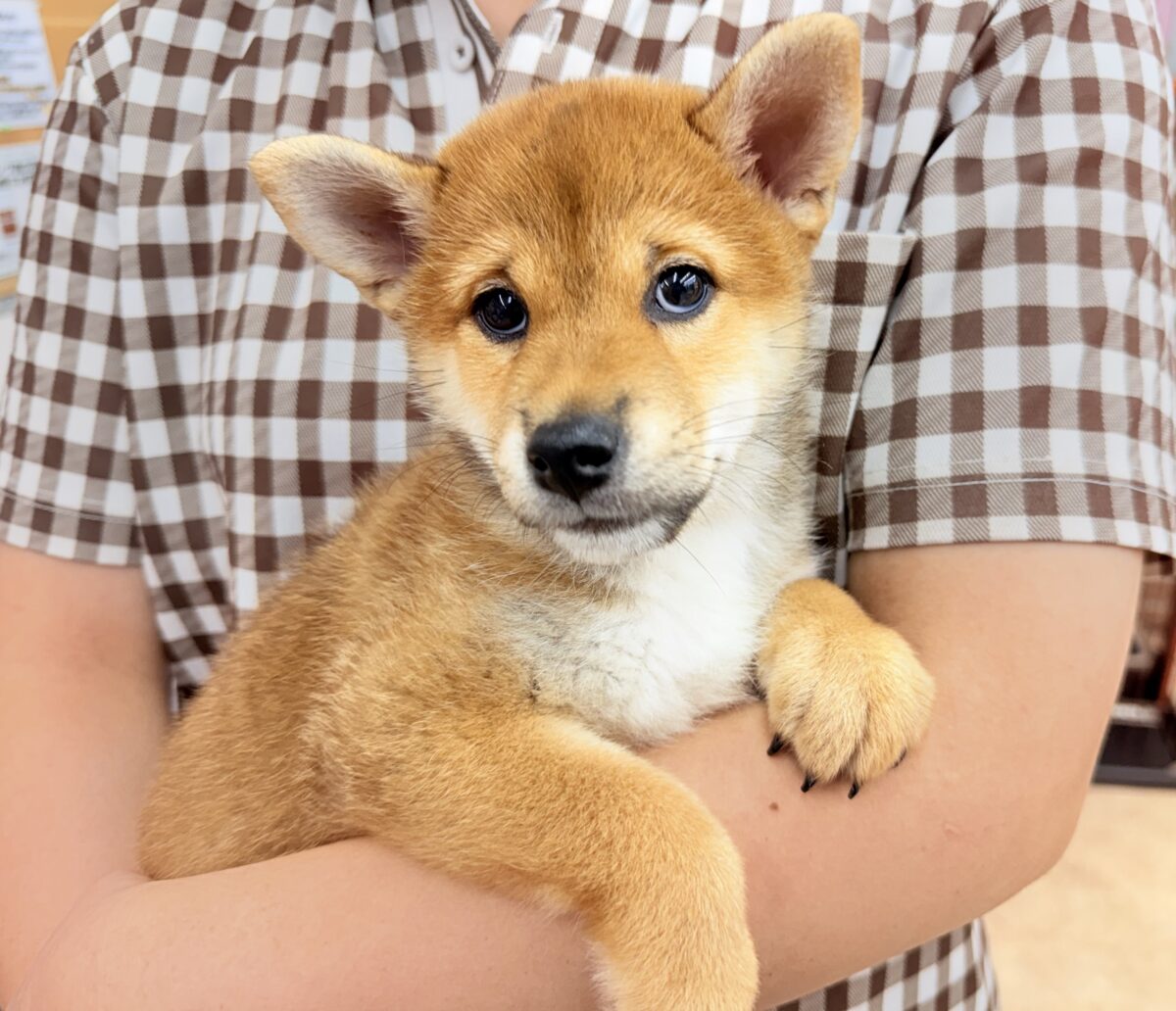 柴犬(赤)女の子♪おしゃべりするよ! 柴犬