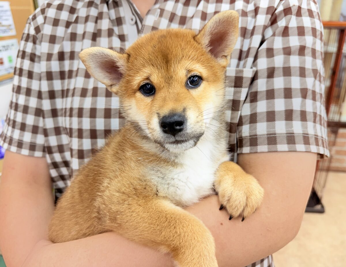 柴犬(赤)女の子♪おしゃべりするよ! 柴犬