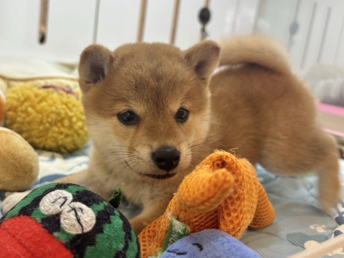柴犬