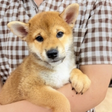 柴犬（赤）女の子♪おしゃべりするよ！