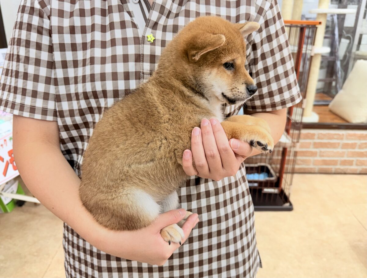 柴犬(赤)女の子♪おしゃべりするよ! 柴犬