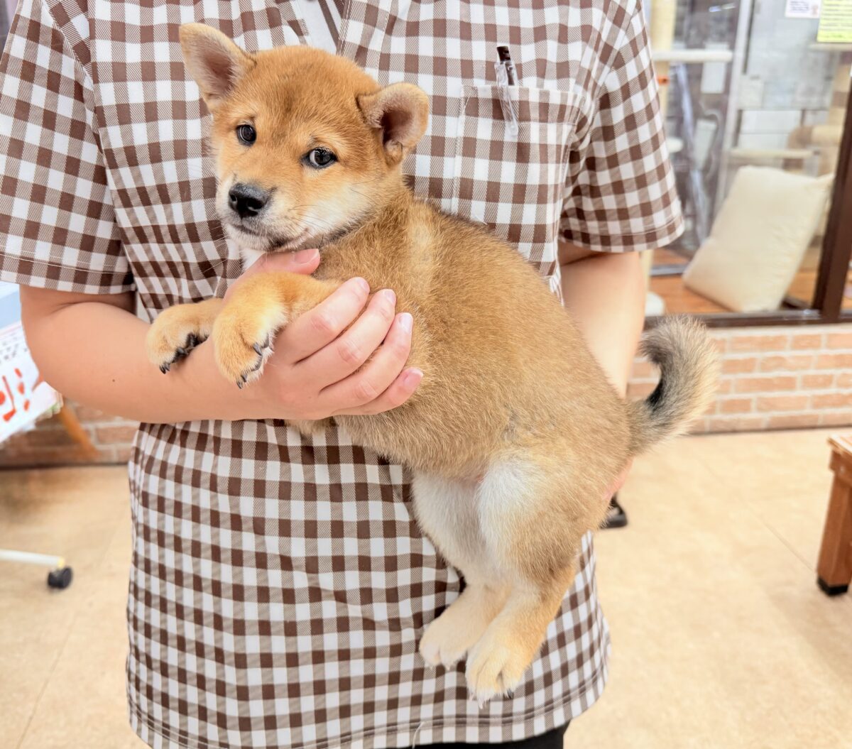 柴犬(赤)女の子♪おしゃべりするよ! 柴犬