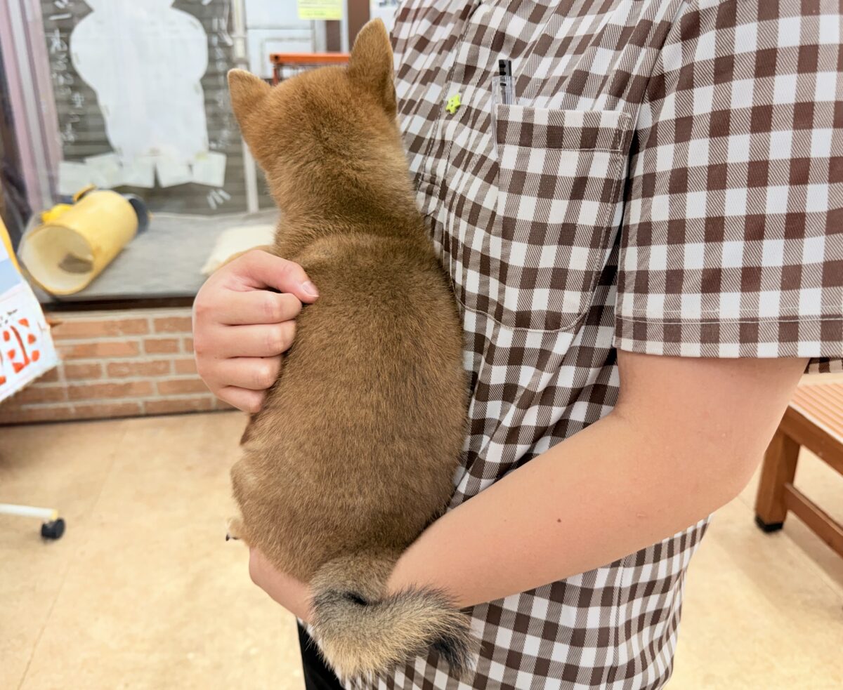 柴犬(赤)女の子♪おしゃべりするよ! 柴犬