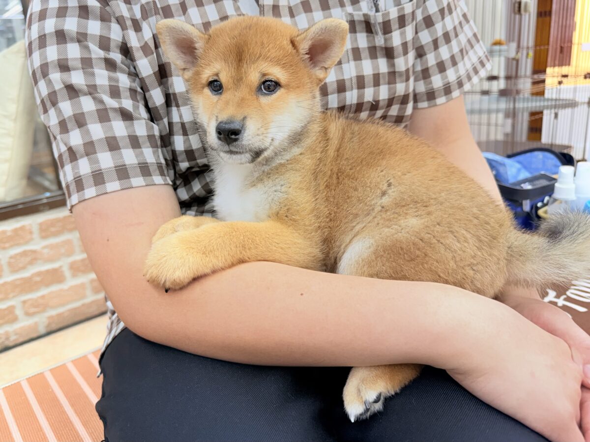 柴犬(赤)女の子♪おしゃべりするよ! 柴犬