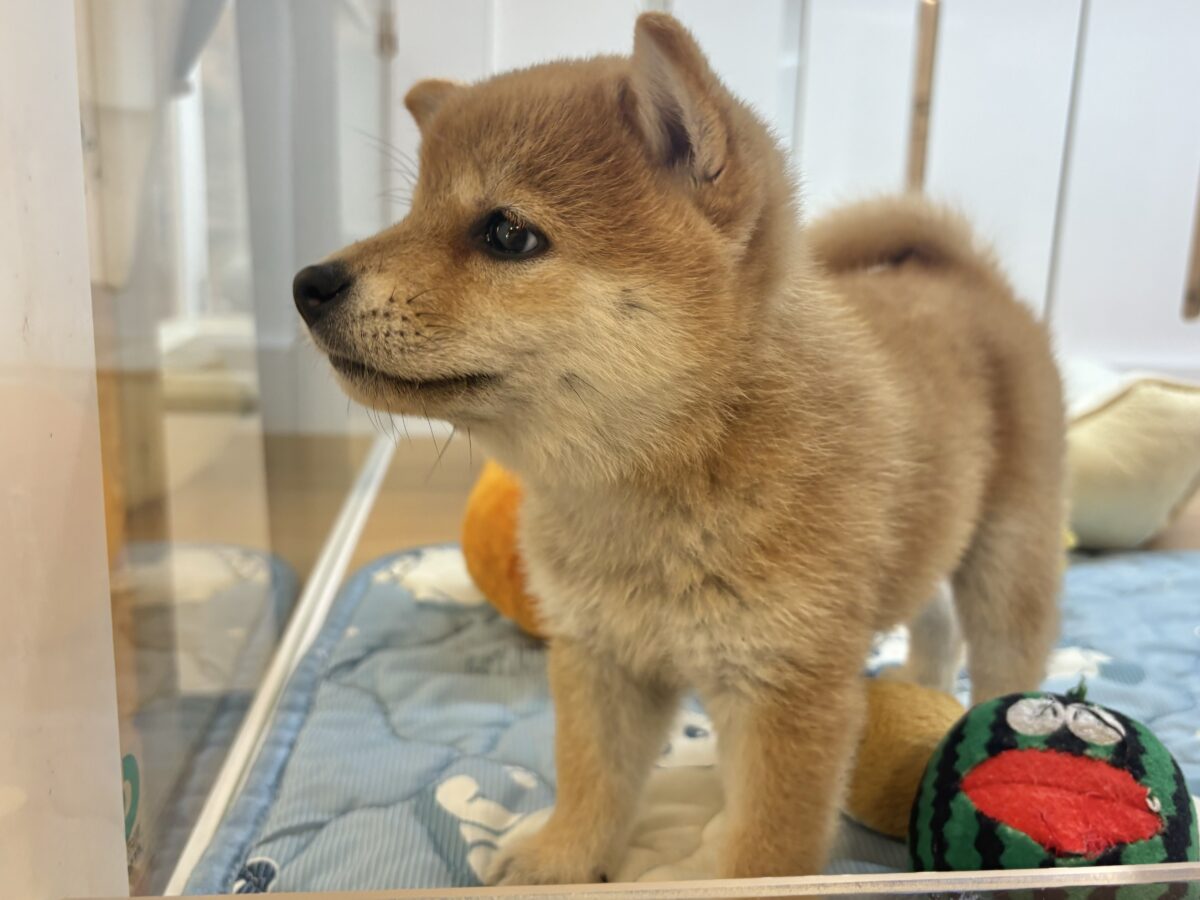 褒められまくって満面の笑み♡柴犬ちゃん! 柴犬