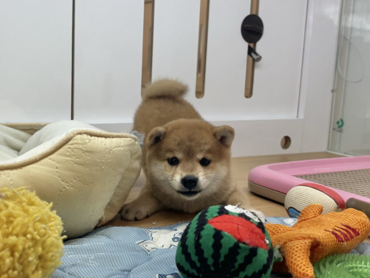 柴犬