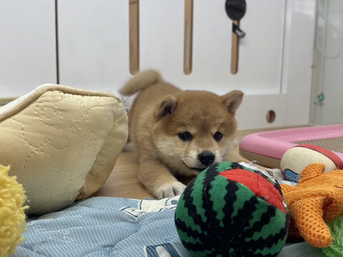 柴犬