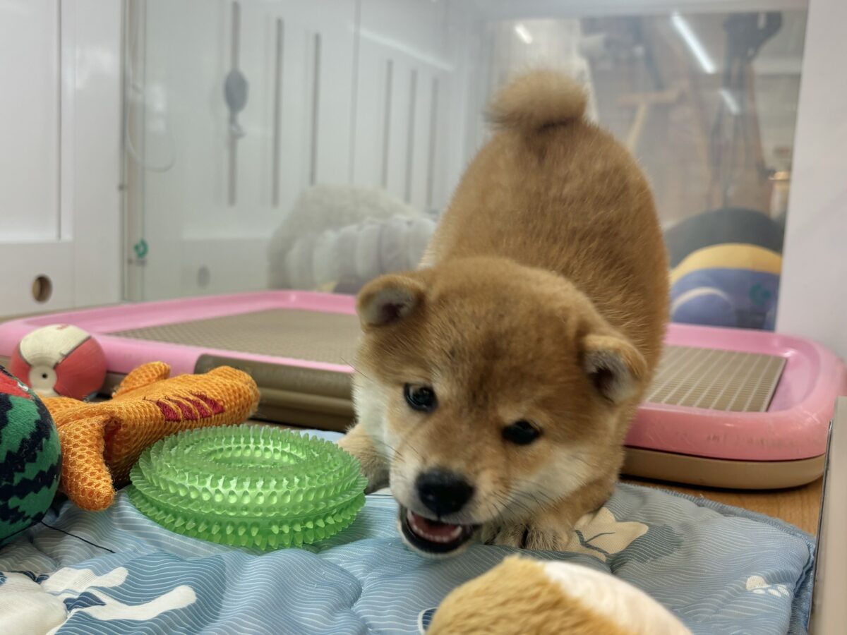 柴犬