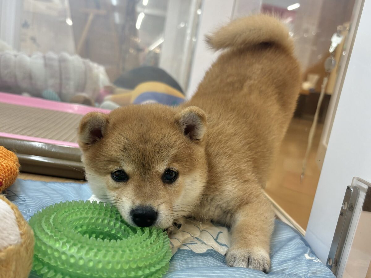 褒められまくって満面の笑み♡柴犬ちゃん! 柴犬