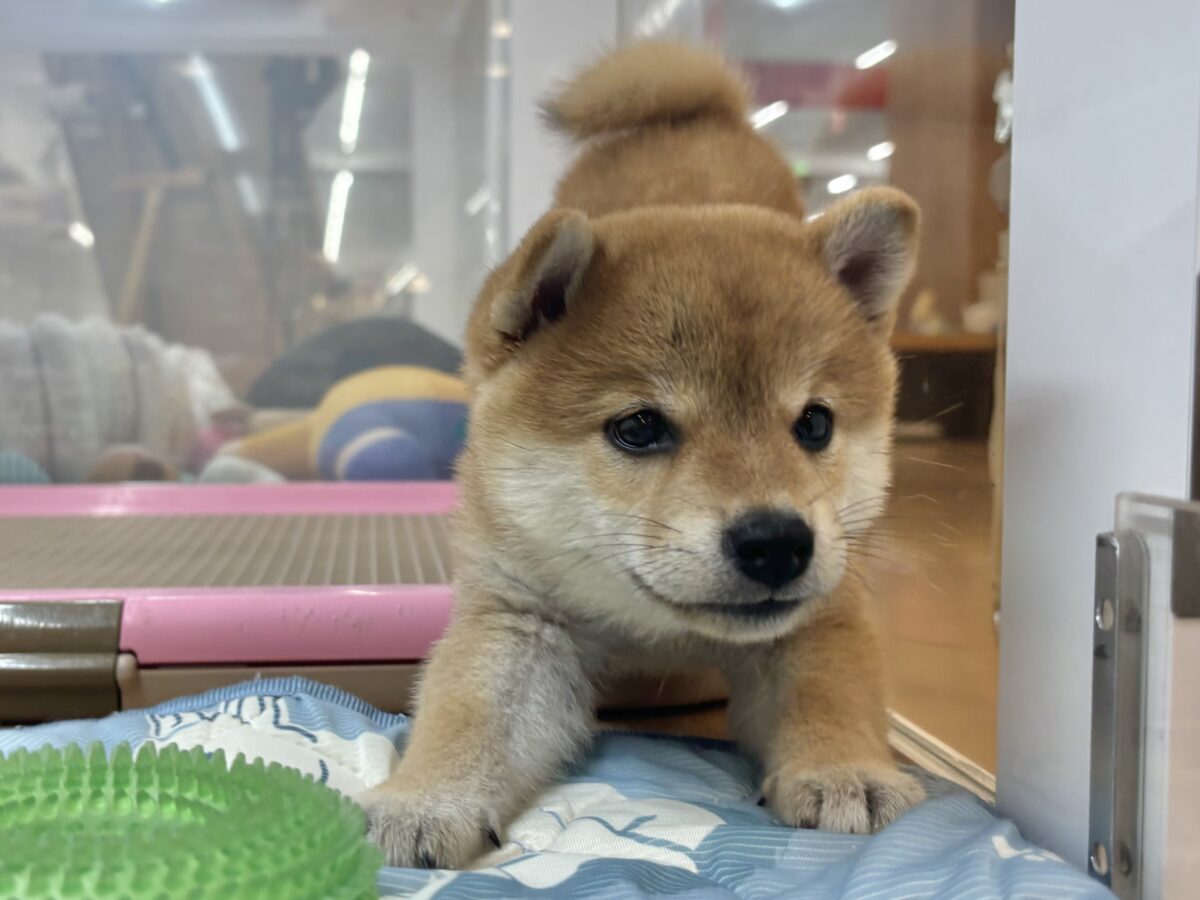 褒められまくって満面の笑み♡柴犬ちゃん! 柴犬