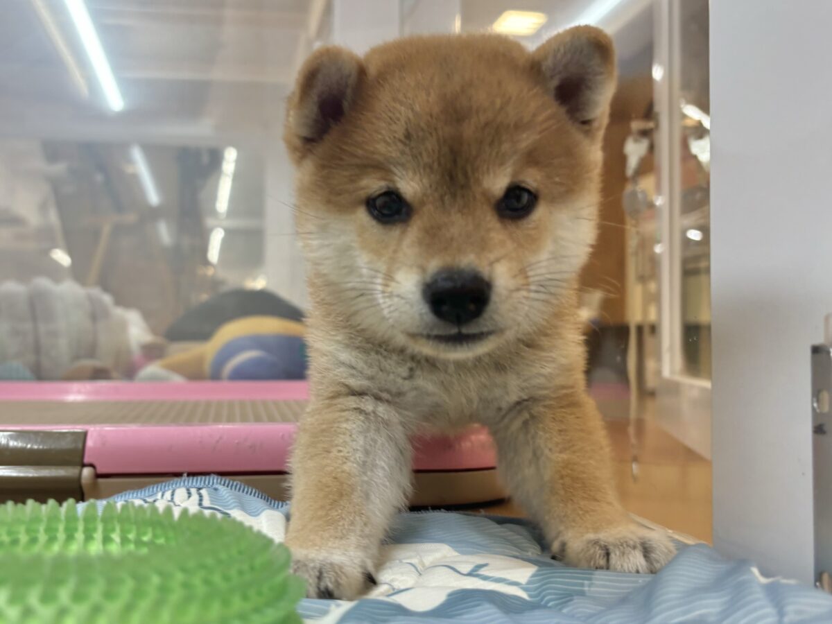 褒められまくって満面の笑み♡柴犬ちゃん! 柴犬