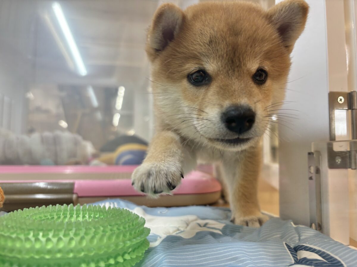 褒められまくって満面の笑み♡柴犬ちゃん! 柴犬