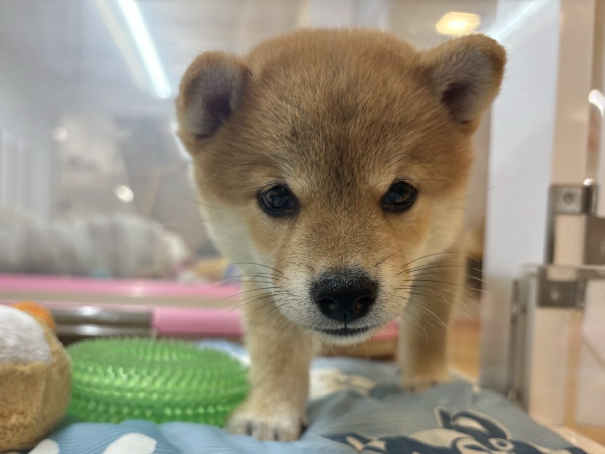 褒められまくって満面の笑み♡柴犬ちゃん! 柴犬