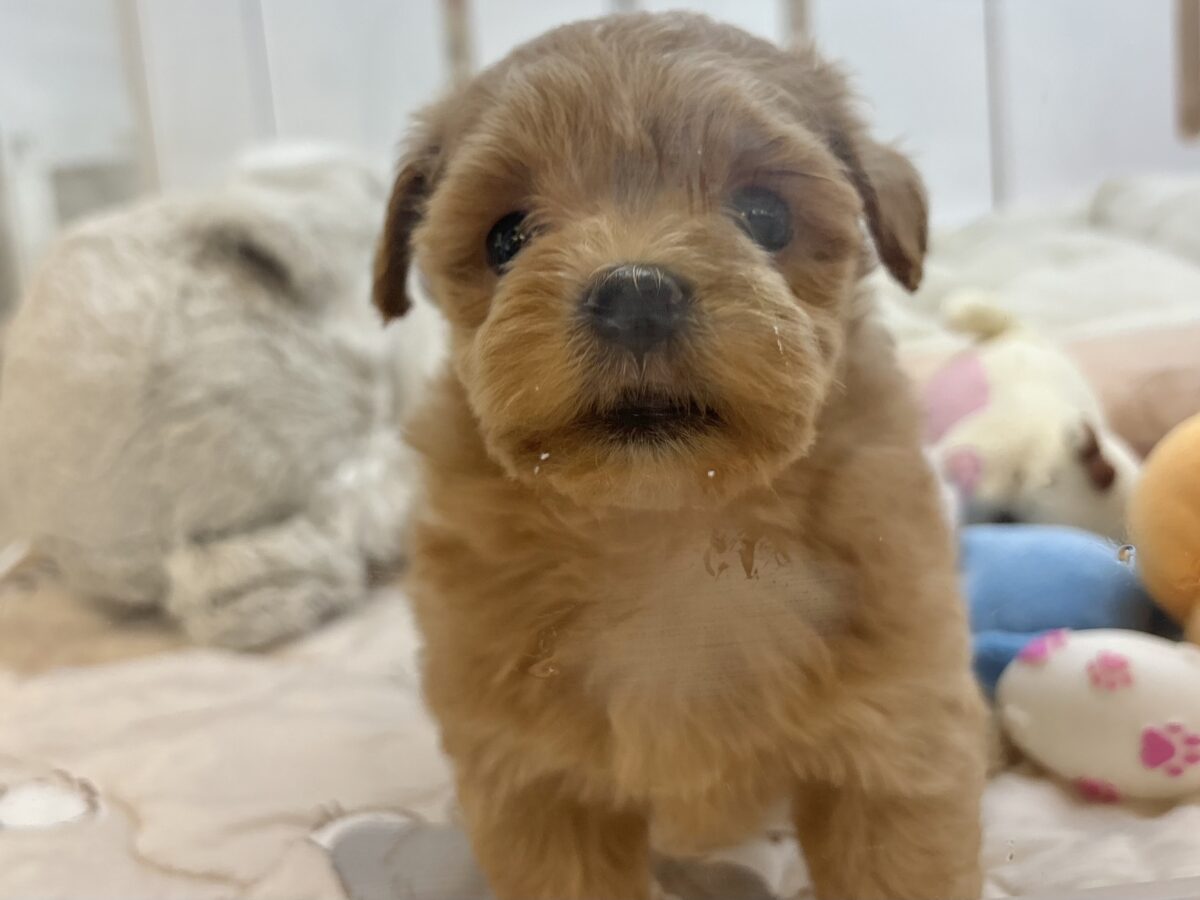かまってぇ〜が止められない!?ポメプーちゃん! ポメプー