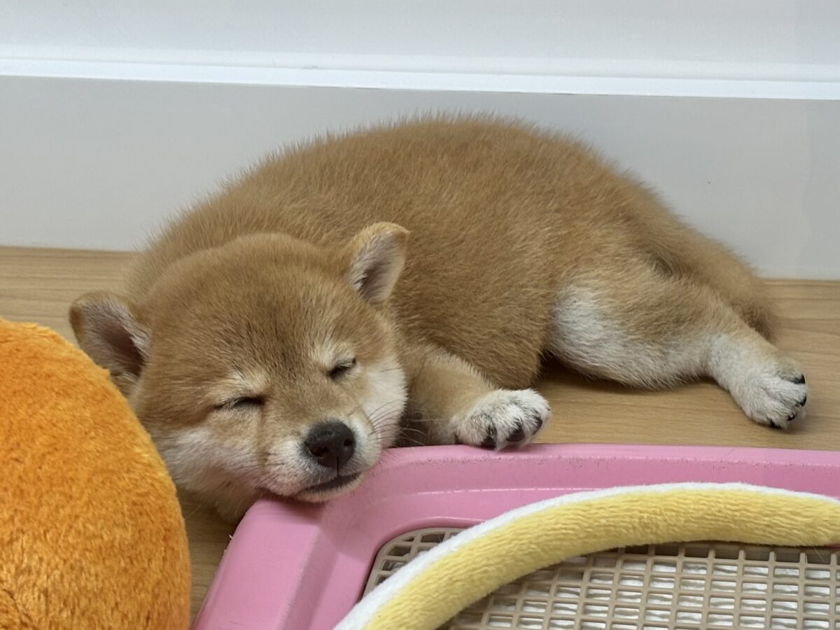 褒められまくって満面の笑み♡柴犬ちゃん! 柴犬
