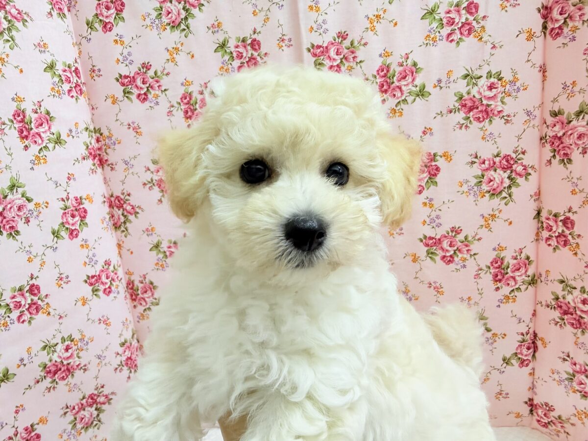 ハーフ犬(トイプードル×ビションフリーゼ)女の子♪フワフワわたあめ🍬 ビションプー