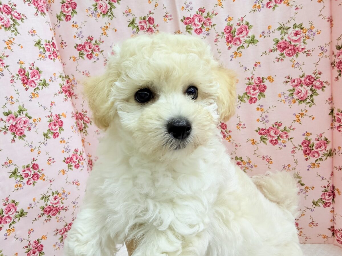 ハーフ犬(トイプードル×ビションフリーゼ)女の子♪フワフワわたあめ🍬 ビションプー