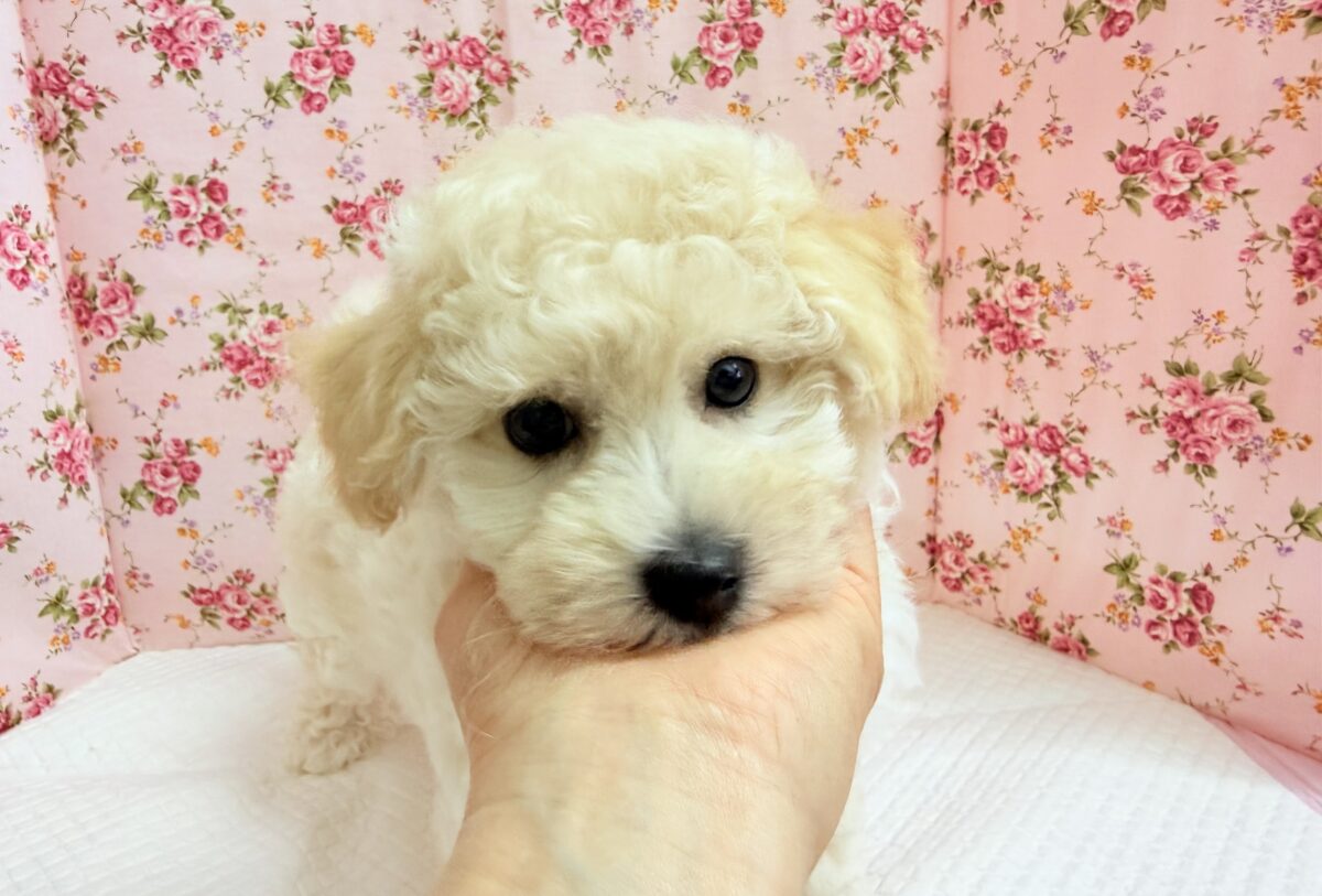 ハーフ犬(トイプードル×ビションフリーゼ)女の子♪フワフワわたあめ🍬 ビションプー