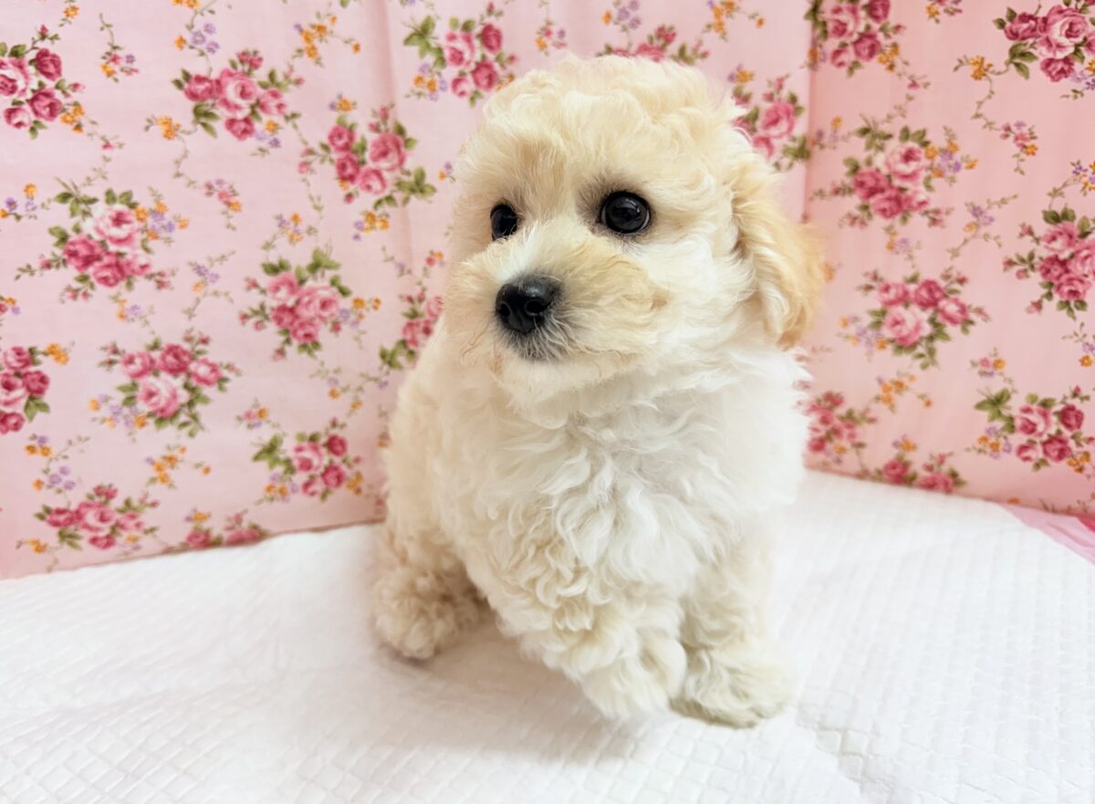 ハーフ犬(トイプードル×ビションフリーゼ)女の子♪フワフワわたあめ🍬 ビションプー