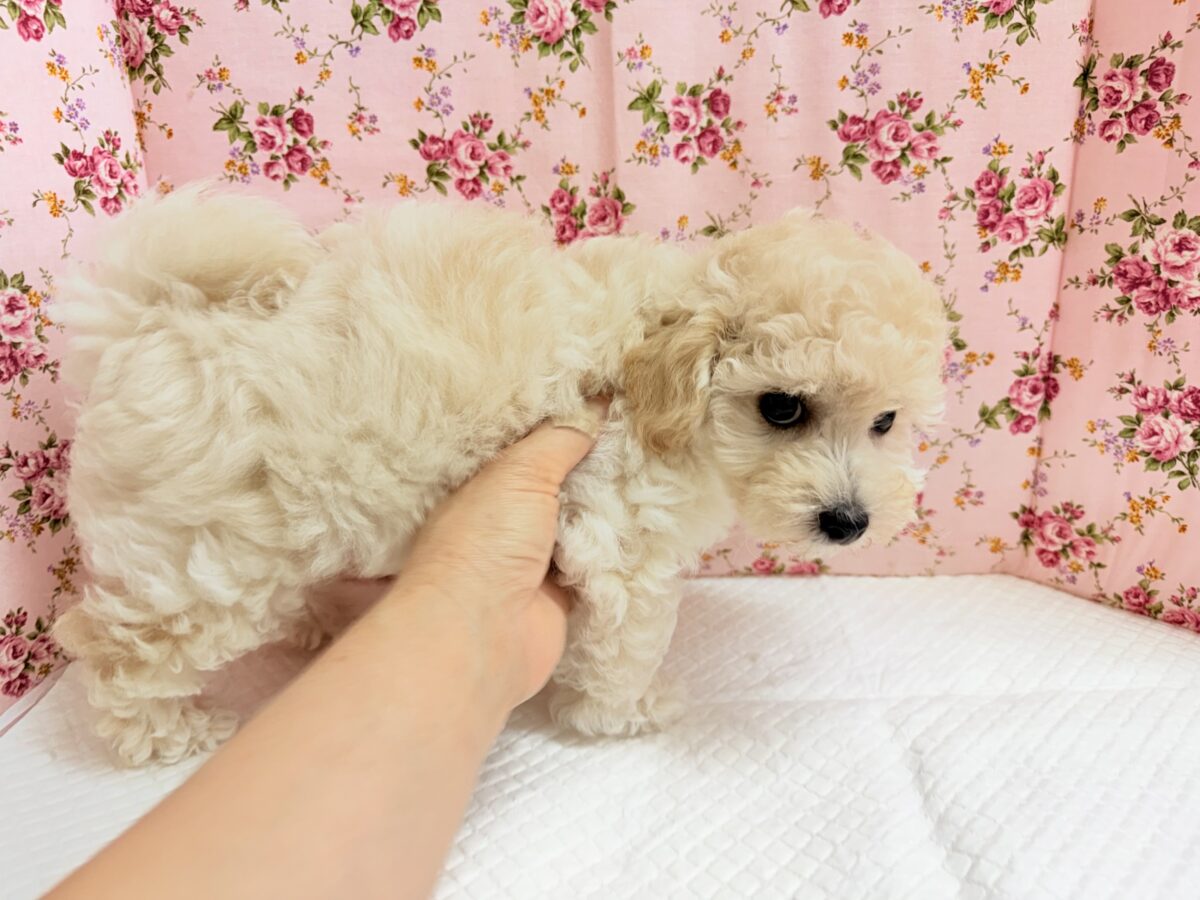 ハーフ犬(トイプードル×ビションフリーゼ)女の子♪フワフワわたあめ🍬 ビションプー