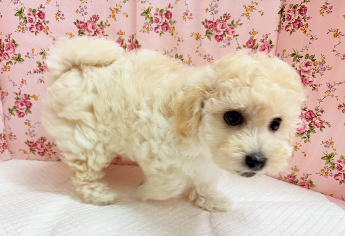ハーフ犬(トイプードル×ビションフリーゼ)女の子♪フワフワわたあめ🍬 ビションプー