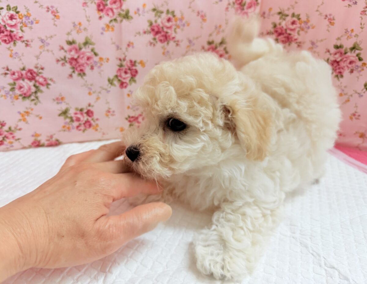 ハーフ犬(トイプードル×ビションフリーゼ)女の子♪フワフワわたあめ🍬 ビションプー