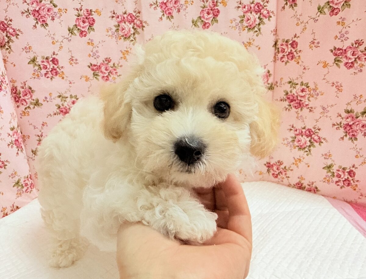 ハーフ犬(トイプードル×ビションフリーゼ)女の子♪フワフワわたあめ🍬 ビションプー