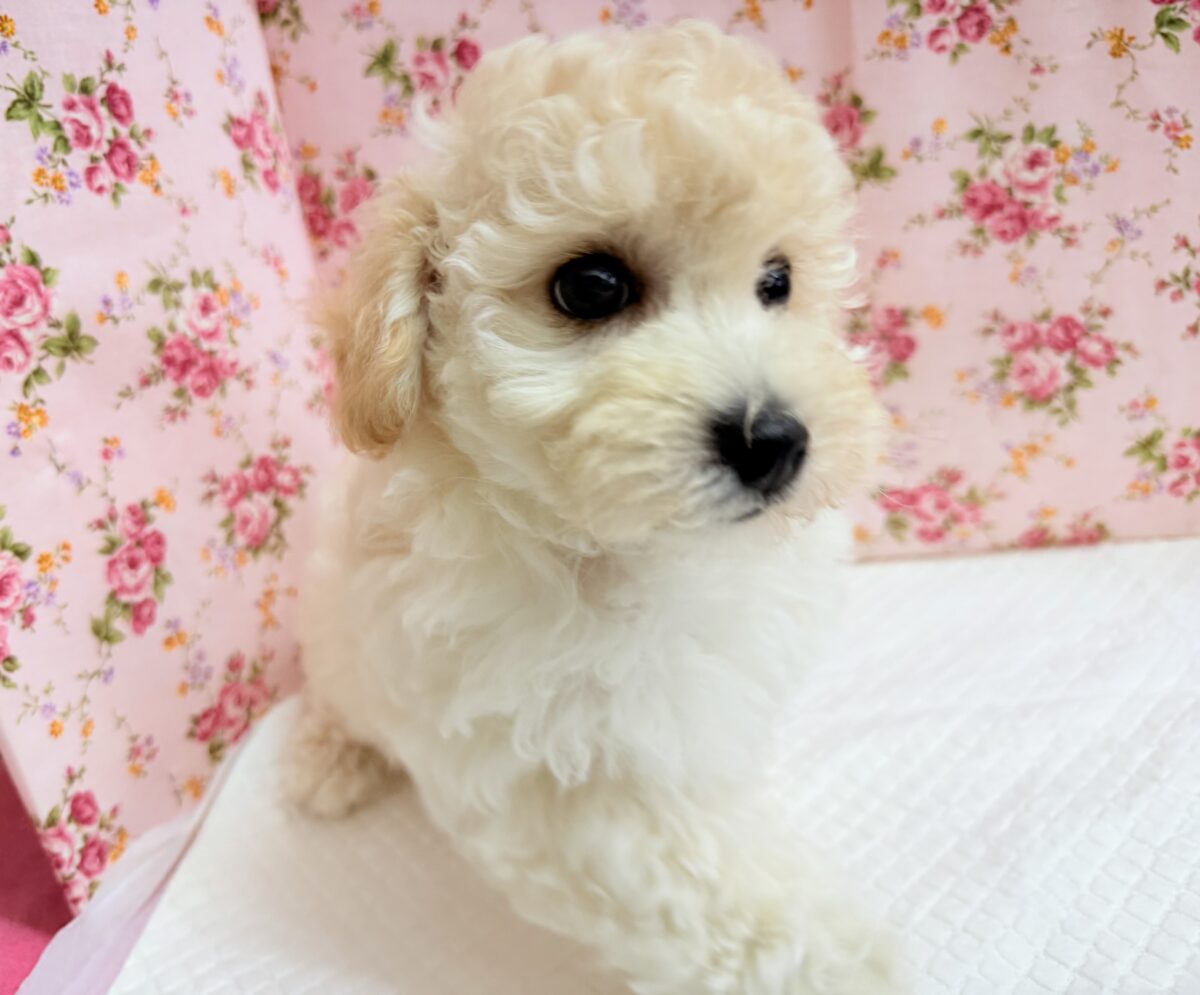 ハーフ犬(トイプードル×ビションフリーゼ)女の子♪フワフワわたあめ🍬 ビションプー
