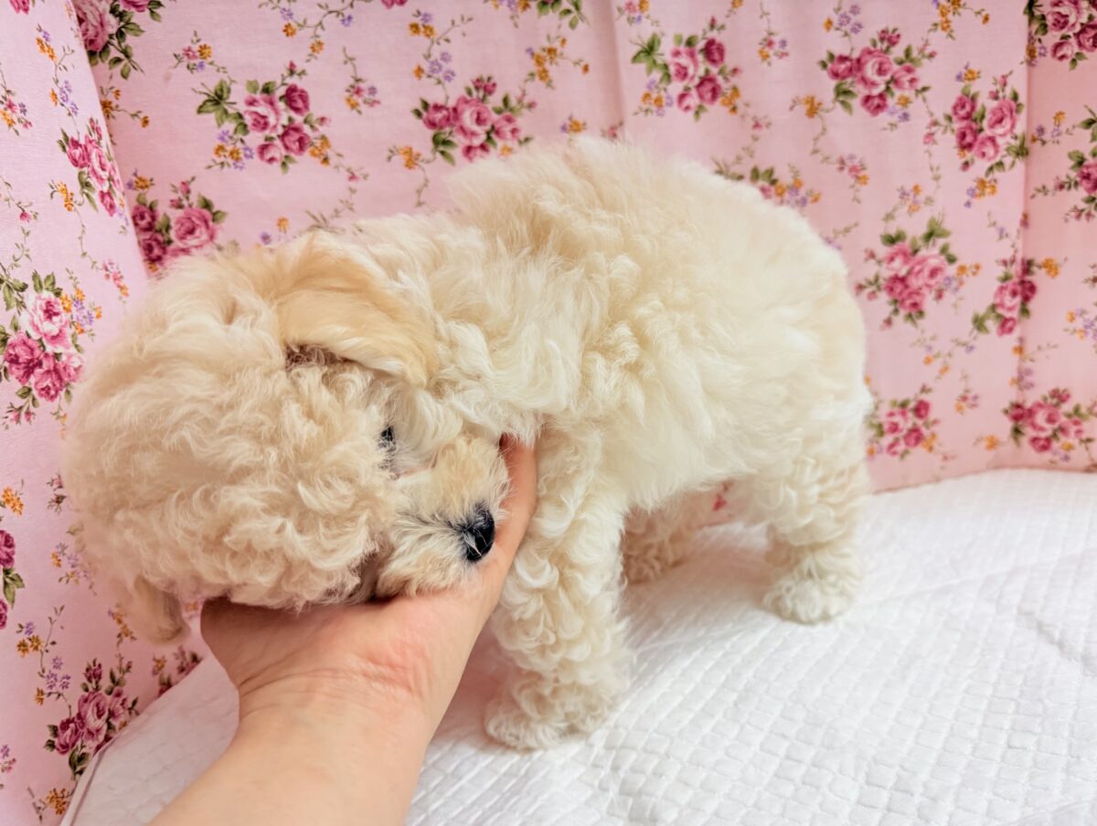 ハーフ犬(トイプードル×ビションフリーゼ)女の子♪フワフワわたあめ🍬 ビションプー
