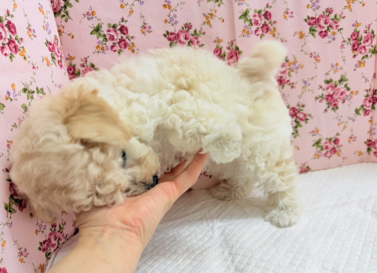 ハーフ犬(トイプードル×ビションフリーゼ)女の子♪フワフワわたあめ🍬 ビションプー