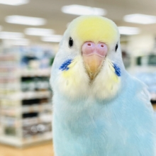 【最新画像】カキカキしてね🩵💛セキセイインコ（パステルレインボー）