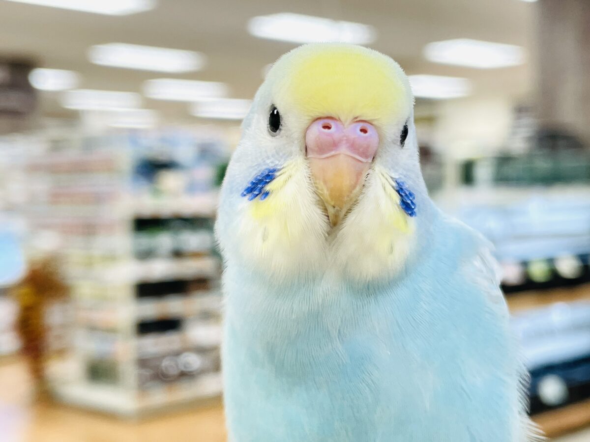 【最新画像】カキカキしてね🩵💛セキセイインコ（パステルレインボー）