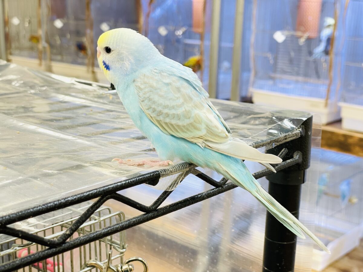 セキセイインコ