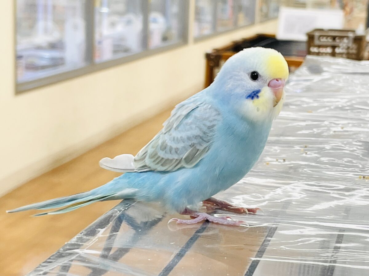 セキセイインコ