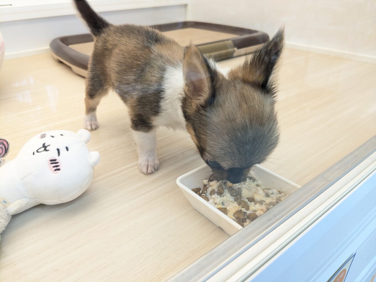 お耳アンテナ、ピーーーン💡 ロングコートチワワの男のコ💙 2026/9/9撮影 チワワ